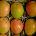 Alphonso Mango Pulp Puree Concentrate