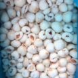 Iqf Frozen Lychee